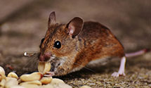 24 Hour & Emergency Exterminators in Kittery, ME